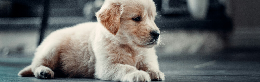 Ein kleiner, flauschiger Golden Retriever Welpe liegt entspannt auf dem Boden. Der Welpe hat ein weiches, cremefarbenes Fell und schaut aufmerksam in die Ferne.